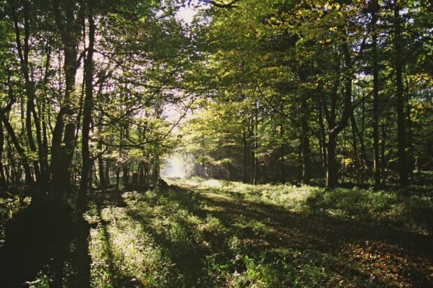 Image of woods in sunshine