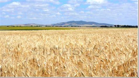 Image of a field of wheat in a rural setting