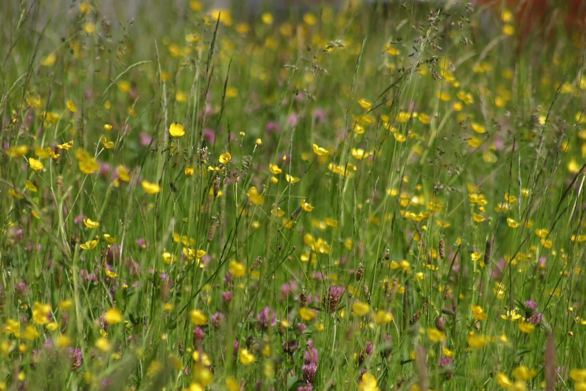 Coverage of the Biodiversity Net Gain consultation launch – Defra in ...