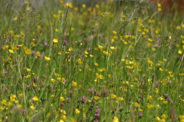 Image of wildflowers