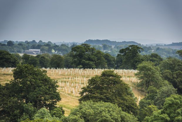 Image of image of trees in a field