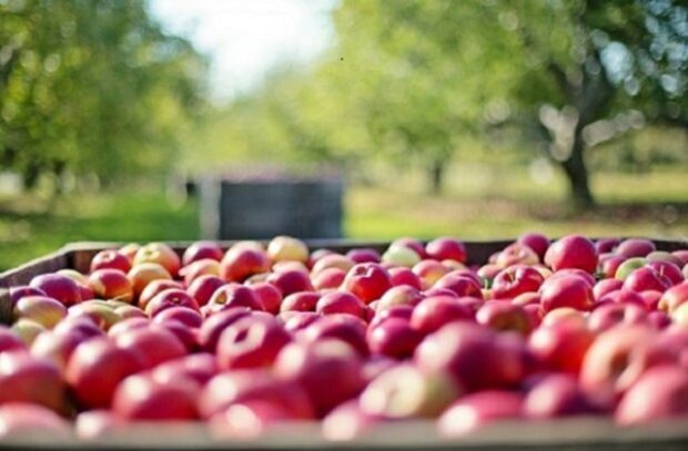 Crate of freshly picked apples and orchard in the background