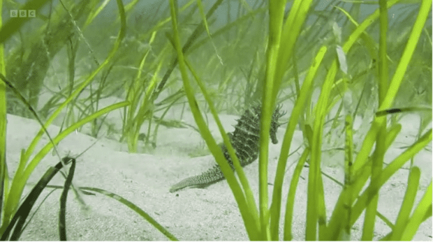 Underwater seagrass and a seahorse 