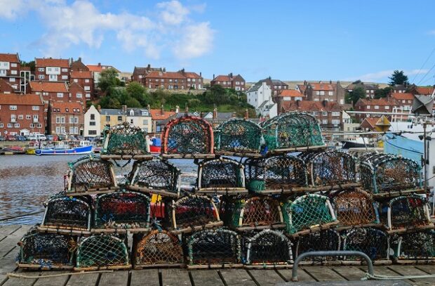 A close up of fish caught in crates on a fishing port.