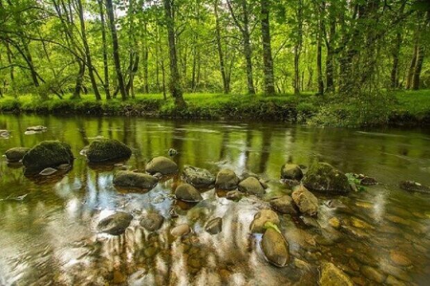 A stream with trees along the bank