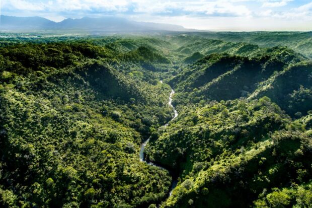 Panoramic view of valley in rainforest