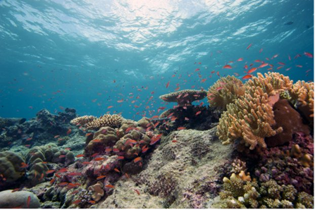 Underwater scene of a coral reef