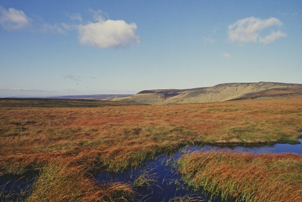 A peat bog