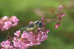 Blue Tit on pink flowers