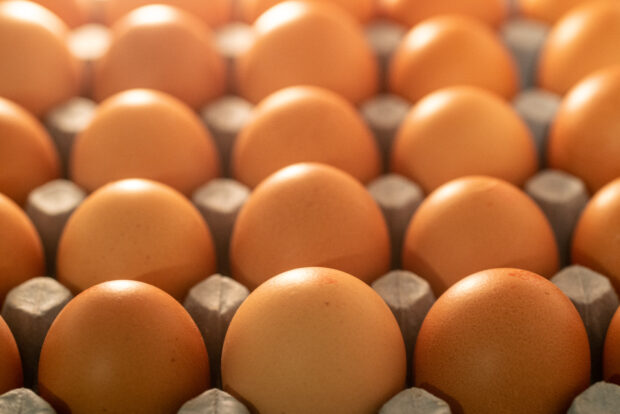 A cardboard carton containing many eggs