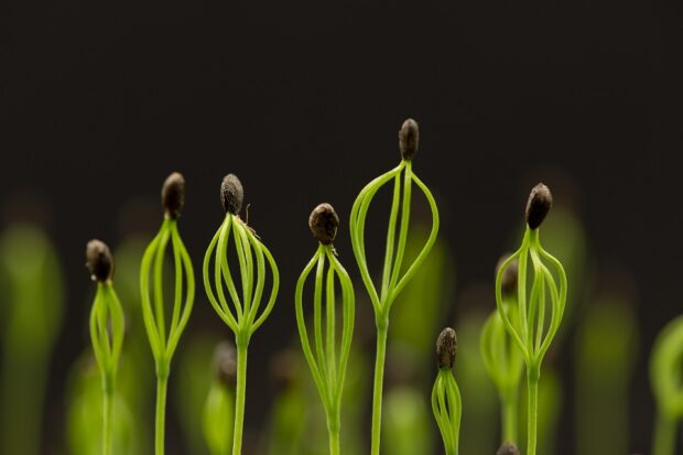 Tree saplings