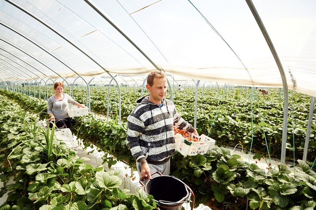 Horticultural workers