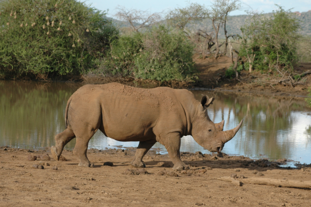 A rhinoceros drinking water