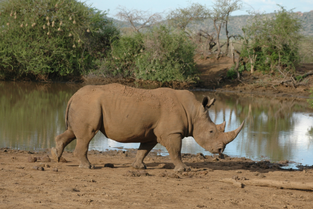 A rhinoceros drinking water 