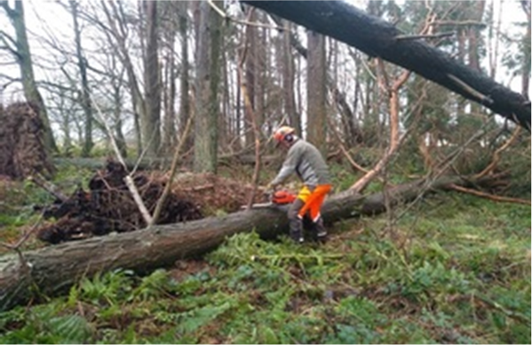 Man cutting a tree in a forest