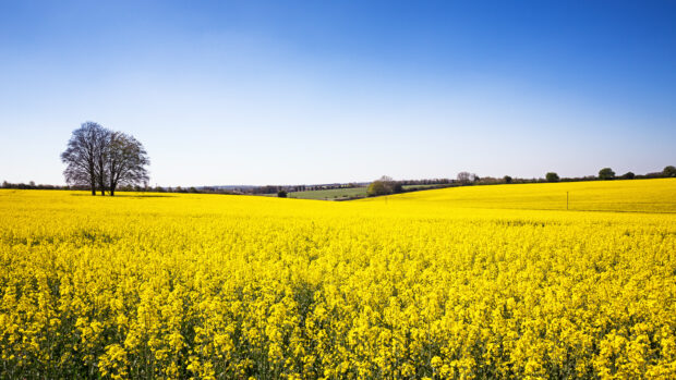 A-panorama-of-a-field-of-yellow-rape-or-canola-flowers-620x349.jpg