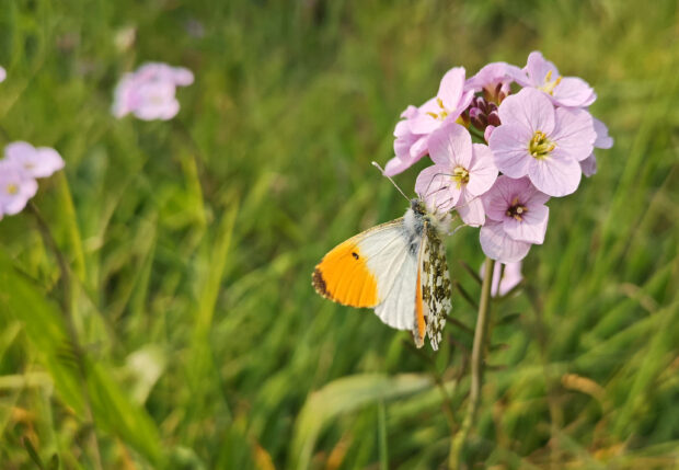 An orange tip butterfly feeding on a pink flower