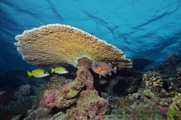 Coral-reef-in-Indian-Ocean