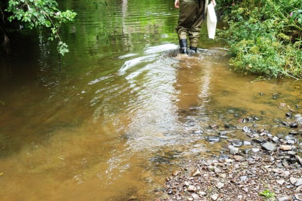 The River Creedy in Crediton was one location where harmful chemicals from SWW damaged the environment