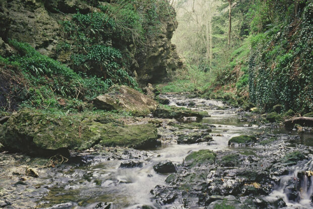 Castle Eden Dene National Nature Reserve, Durham