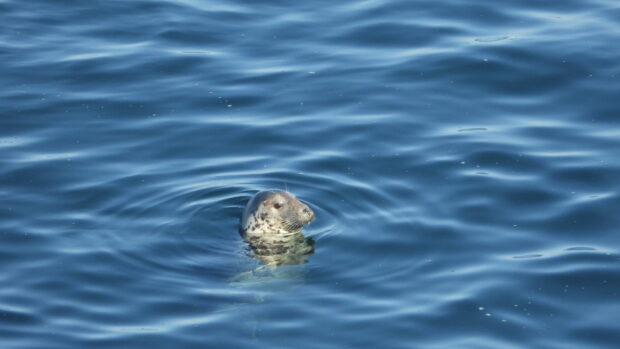 Grey seal