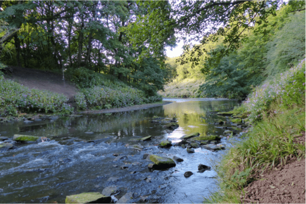 A stream in the countryside 