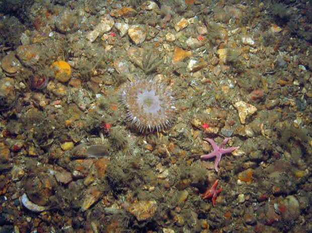 : Anemone and slender-armed starfish on subtidal mixed sediment located at Dolphin Head