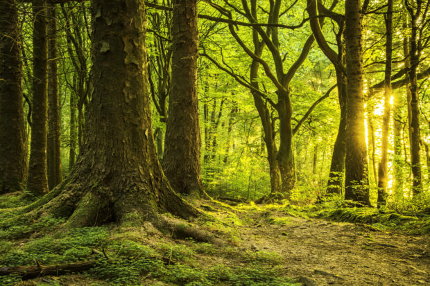 A forest at Entwistle Reservoir in Darwen