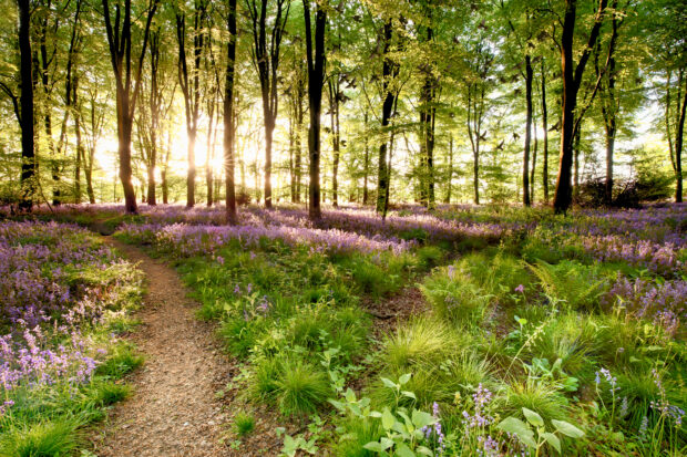 Bluebell woods