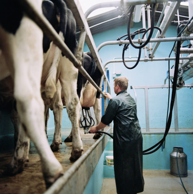 Dairy farmer milking dairy cow.