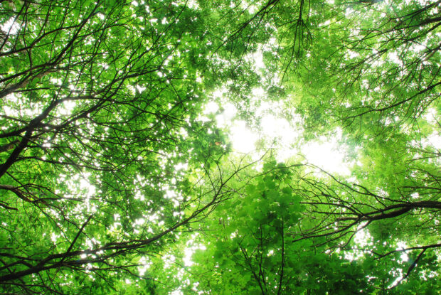 Light breaking through the tops of trees