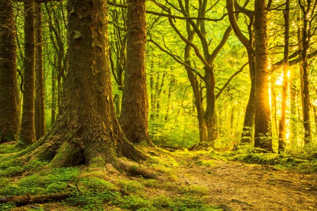 The forest at Entwistle Reservoir