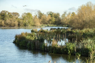 Walthamstow Wetlands Nature Reserve