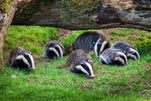 Badger family in a woodland