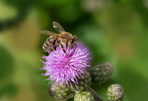 A native bee pollinating a flower