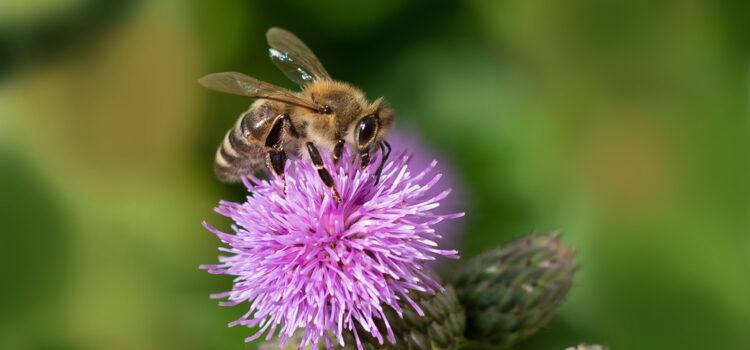 A native bee pollinating a flower